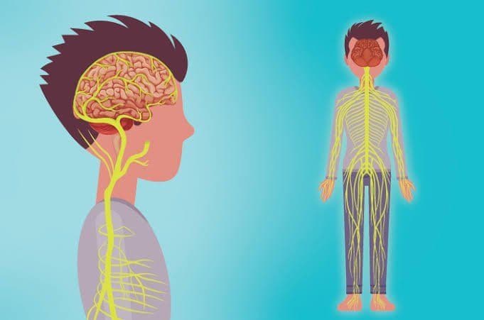 Squalene Untuk Sistem Saraf