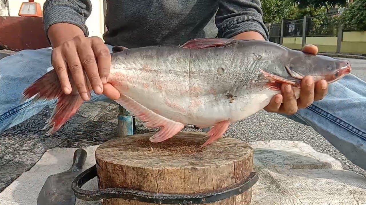 Bagian Ikan dengan Kandungan Gizi Tertinggi