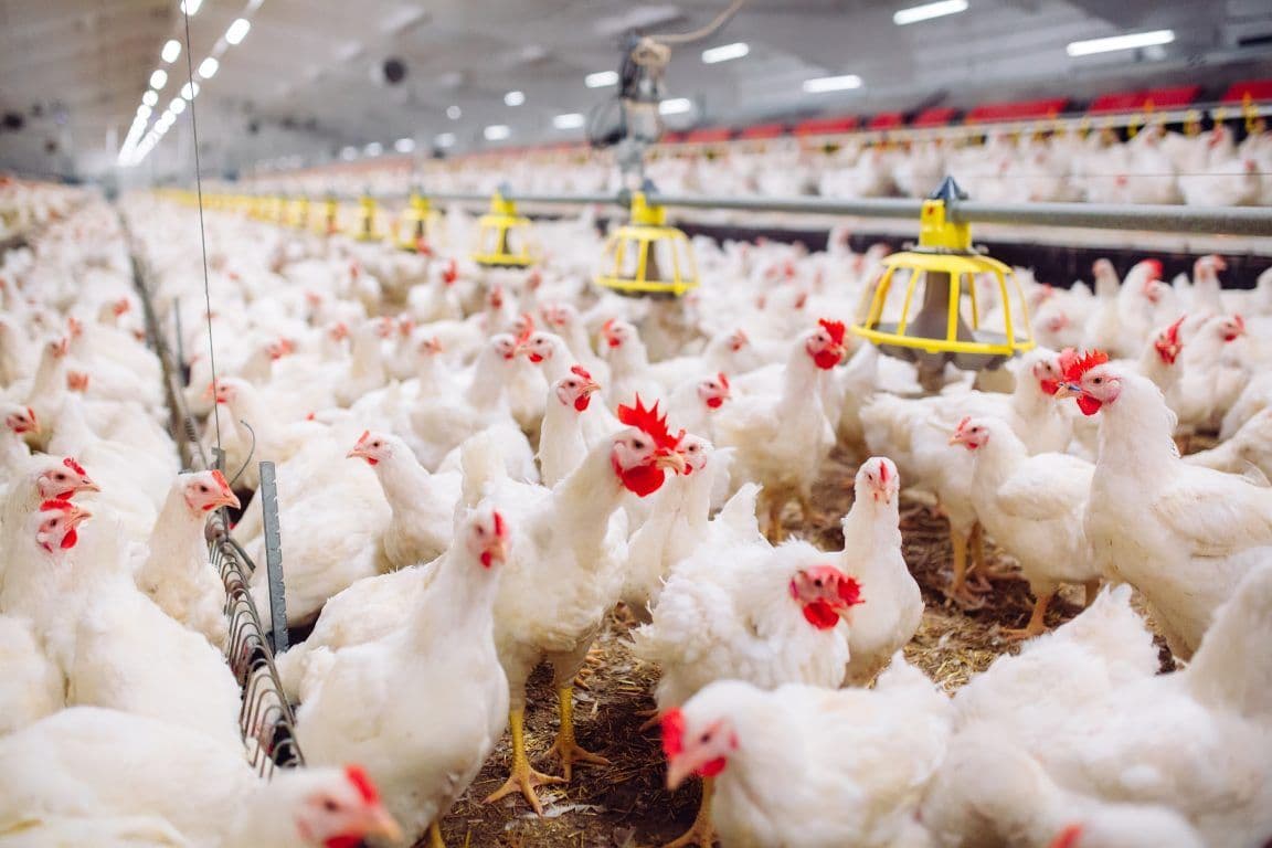 Ayam Kampung vs Ayam Boiler: Mana yang Lebih Sehat untuk Dikonsumsi?