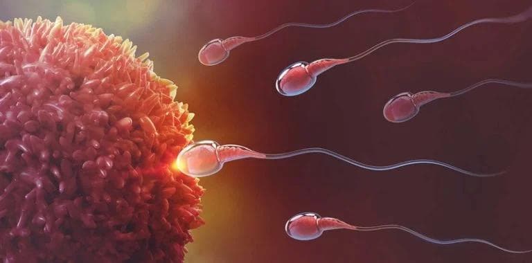 Squalene Membantu Meningkatkan Kualitas Sperma