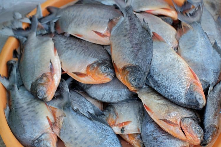 Berapa kadar kolagen dalam tulang dari berbagai jenis ikan?